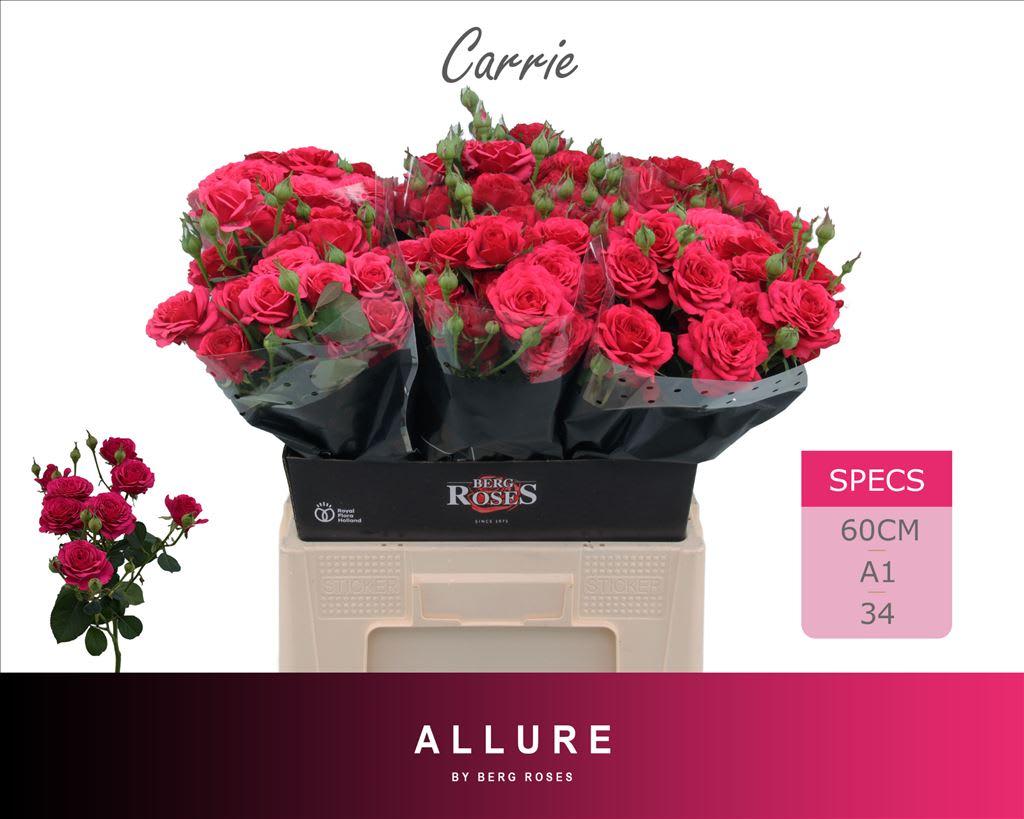 Срезанные цветы оптом Rosa spray carrie от 30шт из Голландии с доставкой по России