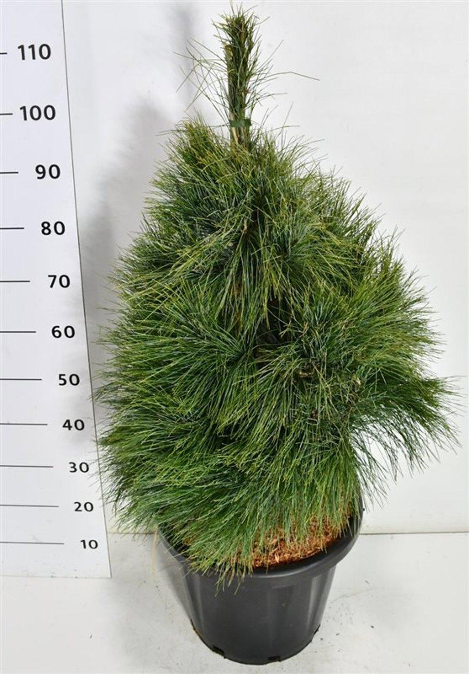 Горшечные цветы и растения оптом Pinus Wallichiana от 1шт из Голландии с доставкой по России
