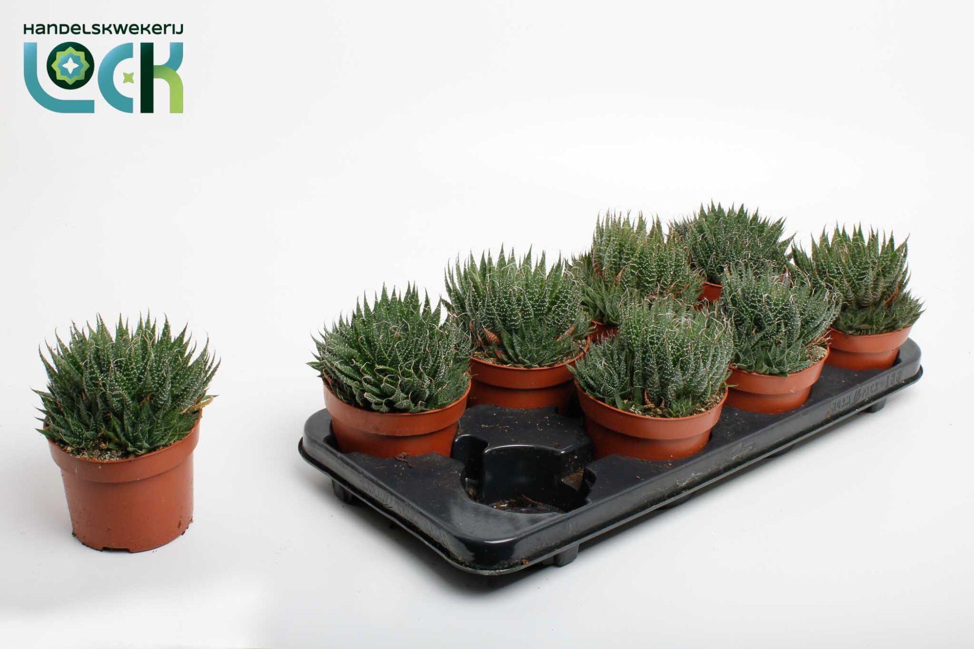 Горшечные цветы и растения оптом Aloe Aristata от 6шт из Голландии с доставкой по России