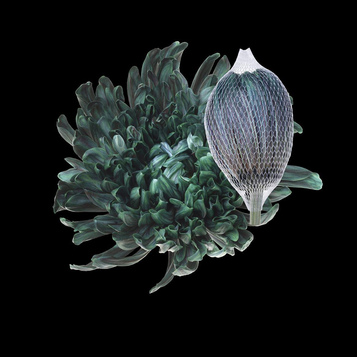 Срезанные цветы оптом Chrys bl paint antonov gothic green от 40шт из Голландии с доставкой по России