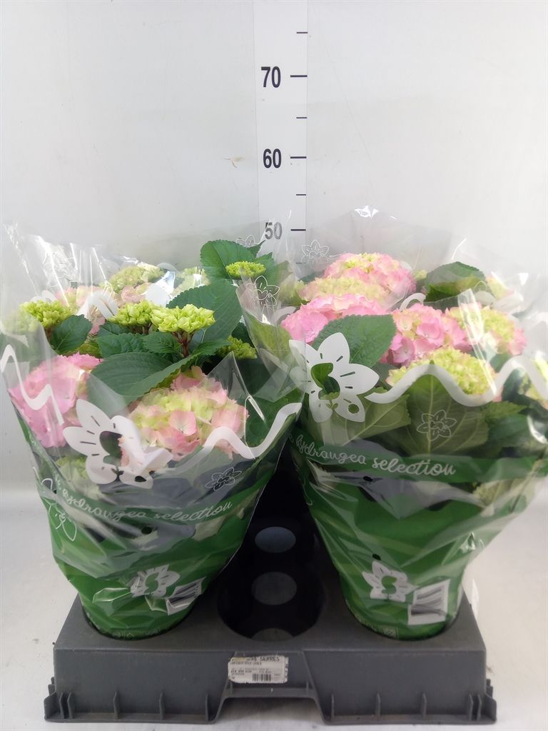 Горшечные цветы и растения оптом Hydrangea Mac.   ... от 4шт из Голландии с доставкой по России