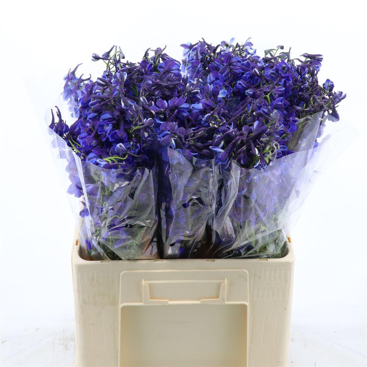 Срезанные цветы оптом Delphinium si donna от 60шт из Голландии с доставкой по России