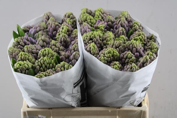 Срезанные цветы оптом Hyacinthus purple star от 50шт из Голландии с доставкой по России