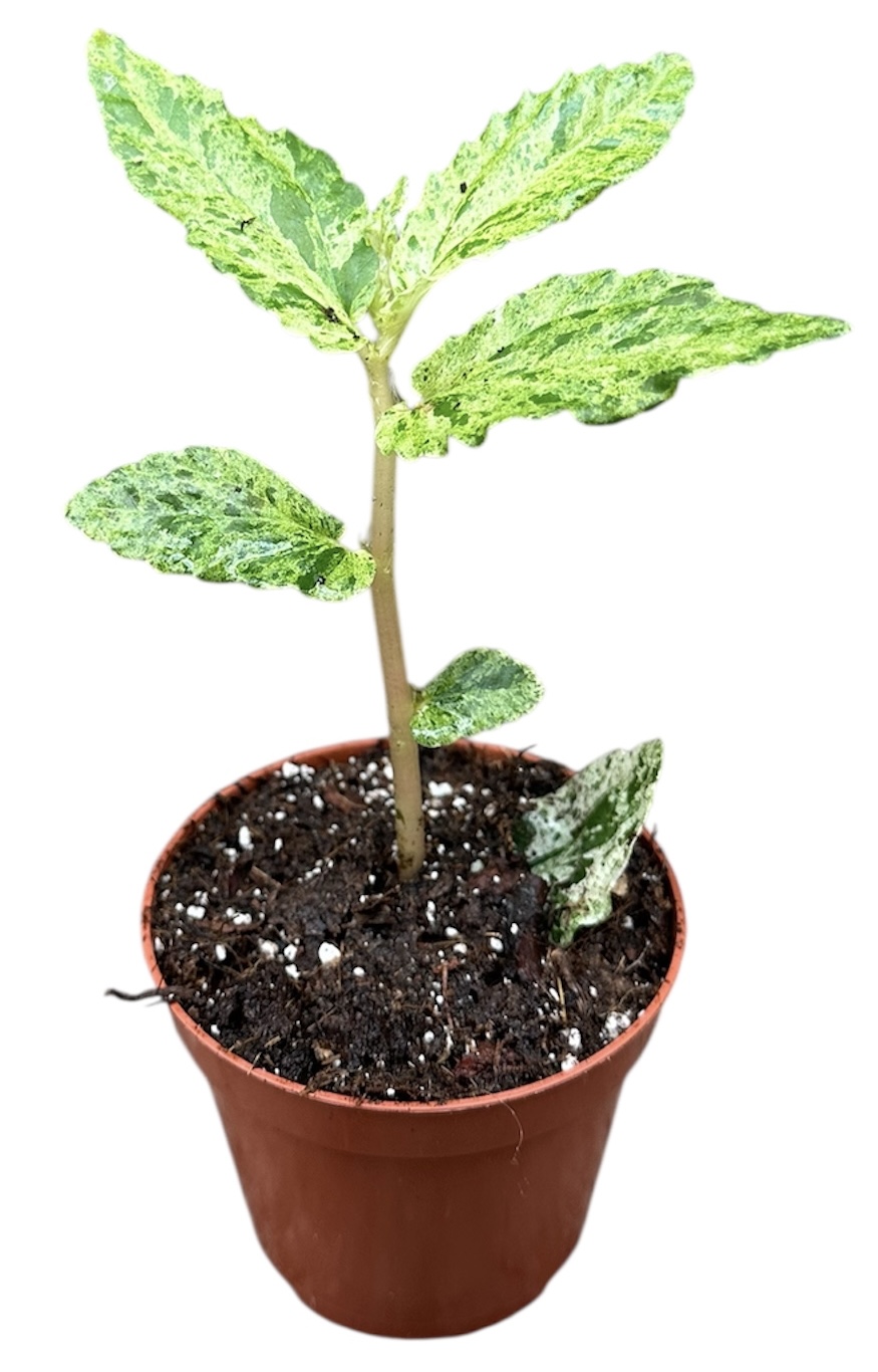 Горшечные цветы и растения оптом Pellionia Repens Variegata от 1шт (для телеги) из Голландии с доставкой по России