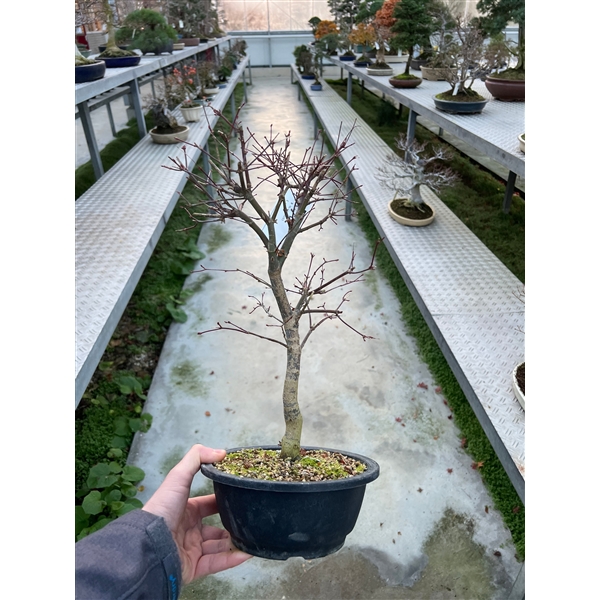 Горшечные цветы и растения оптом Bonsai Acer Palmatum Deshojo, 20 Cm. от 7шт из Голландии с доставкой по России