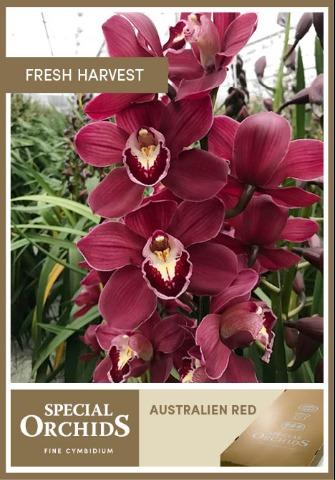 Срезанные цветы оптом Cymbidium red australian от 4шт из Голландии с доставкой по России