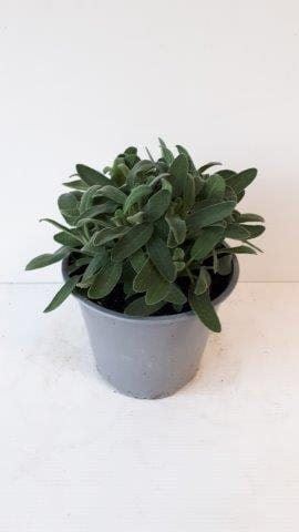 Горшечные цветы и растения оптом Salvia Officinalis от 8шт из Голландии с доставкой по России