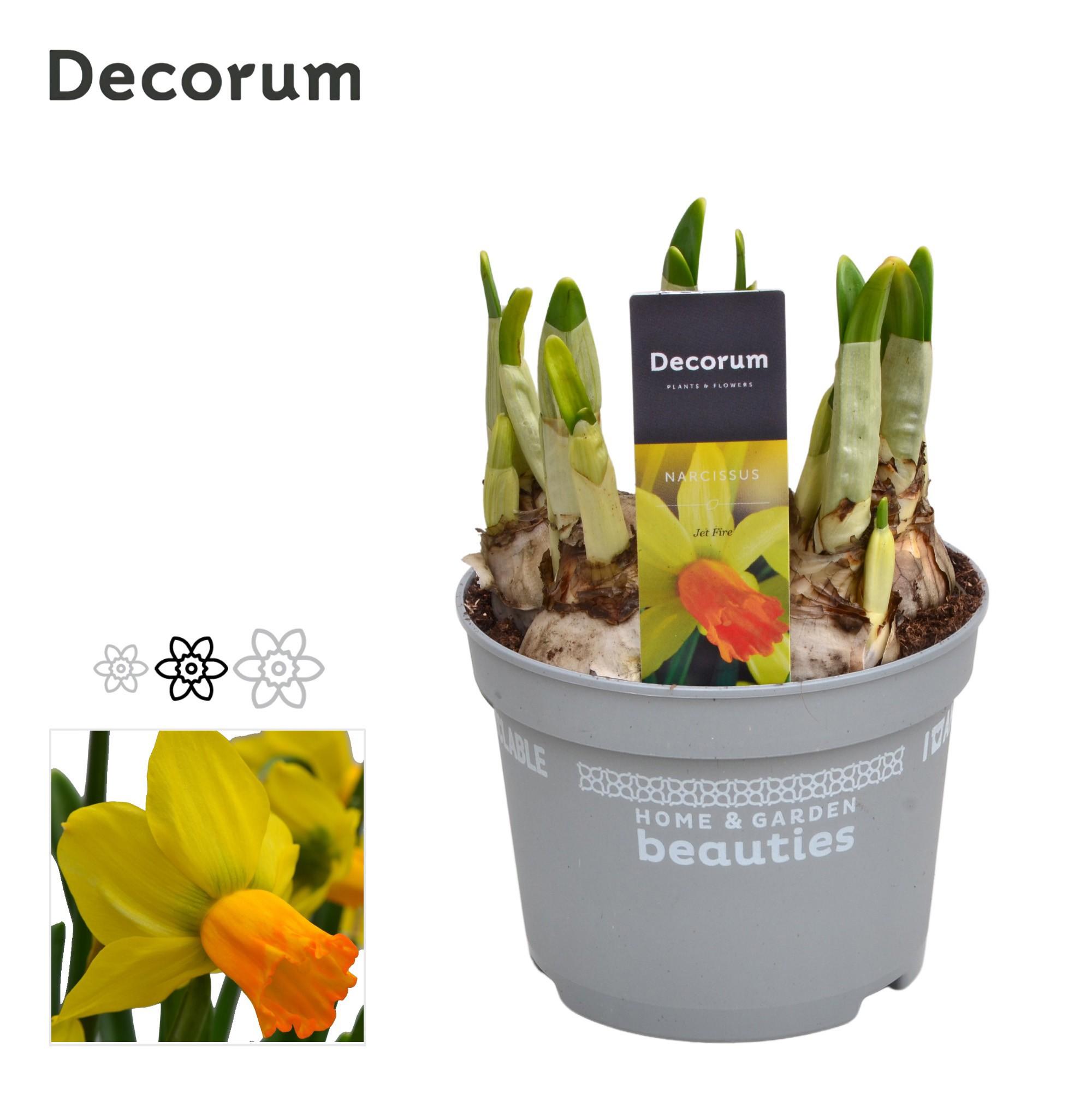 Горшечные цветы и растения оптом Narcissus Jetfire (decorum) от 10шт из Голландии с доставкой по России
