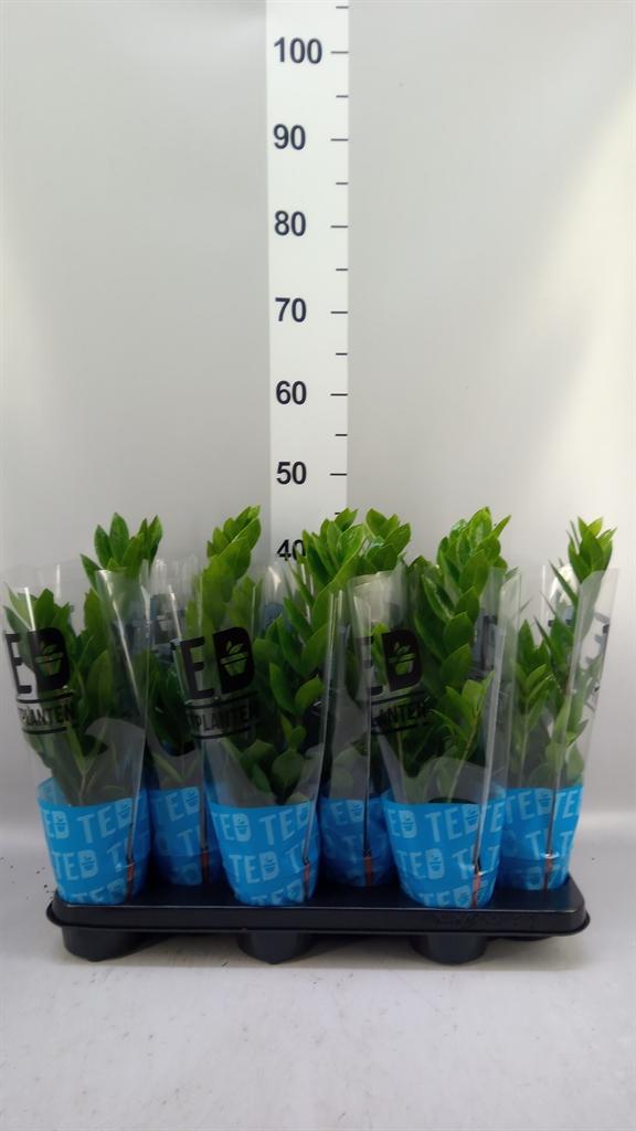 Горшечные цветы и растения оптом Zamioculcas Zamiifolia от 12шт из Голландии с доставкой по России