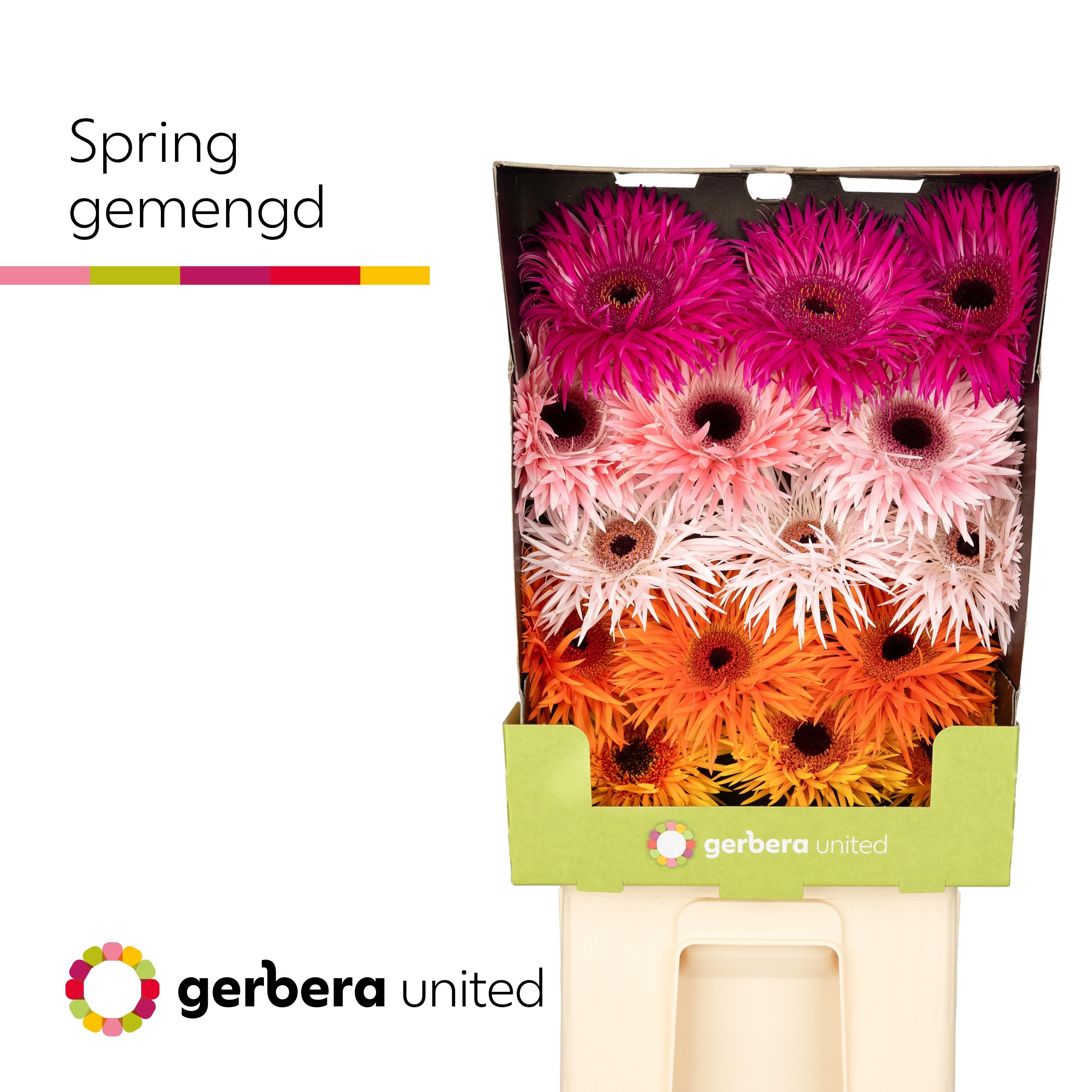 Срезанные цветы оптом Gerbera diamond springs mix от 30шт из Голландии с доставкой по России