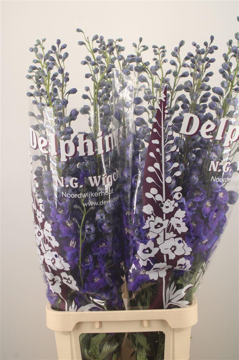 Срезанные цветы оптом Delphinium do dewi dark blue smile от 20шт из Голландии с доставкой по России