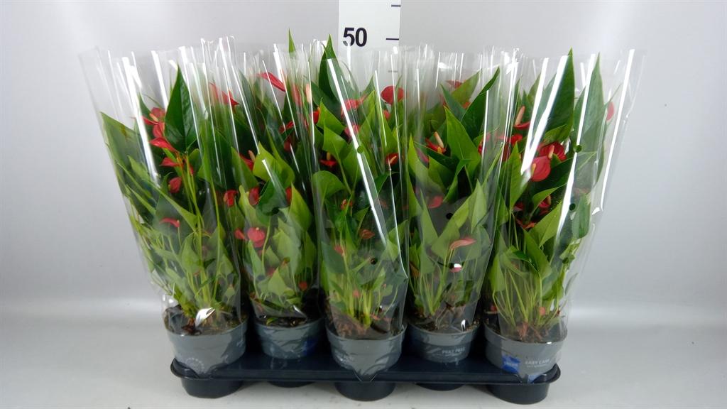 Горшечные цветы и растения оптом Anthurium Andr. mill Flowers Red от 10шт из Голландии с доставкой по России