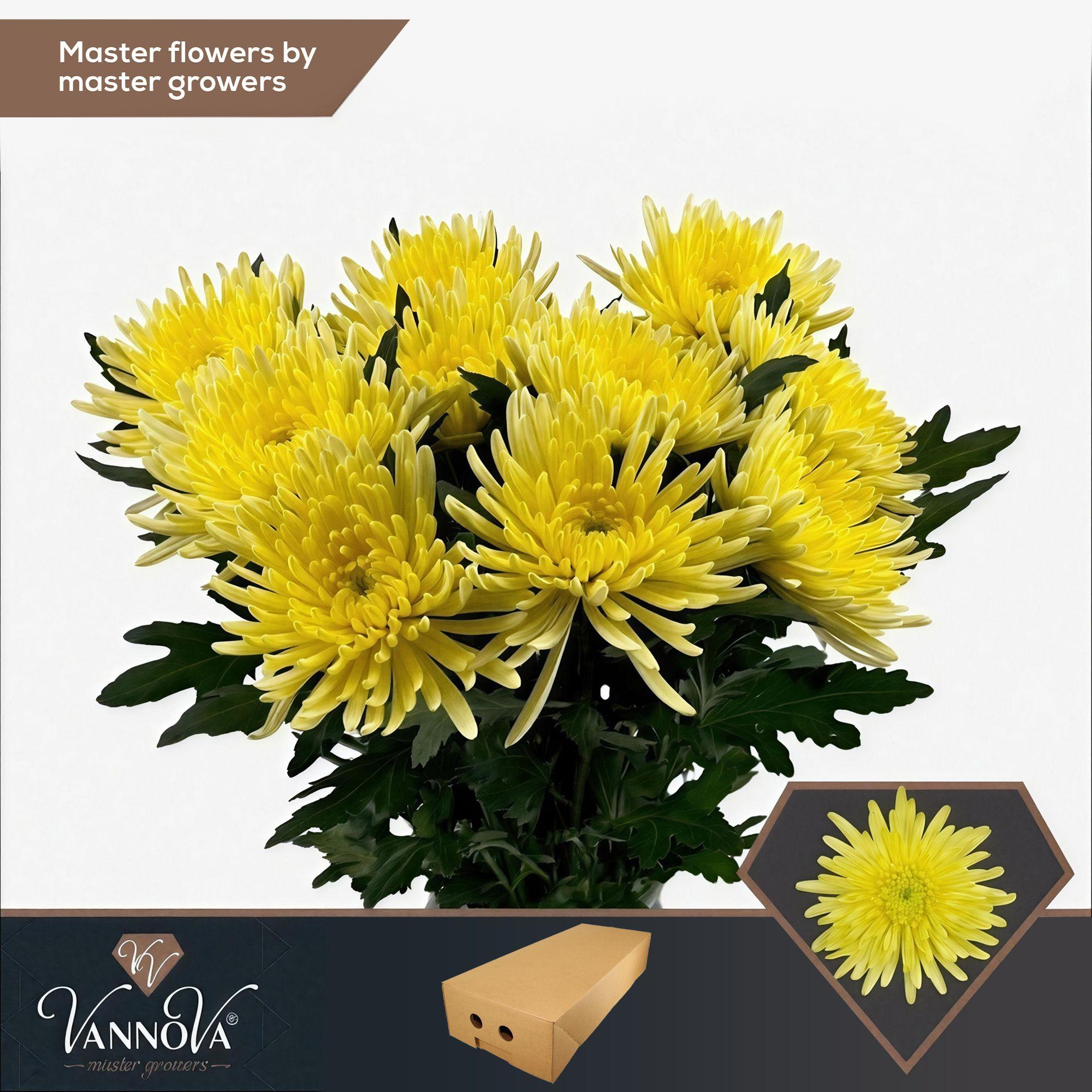 Срезанные цветы оптом Chrys bl topspin yellow от 120шт. из Голландии с доставкой по России