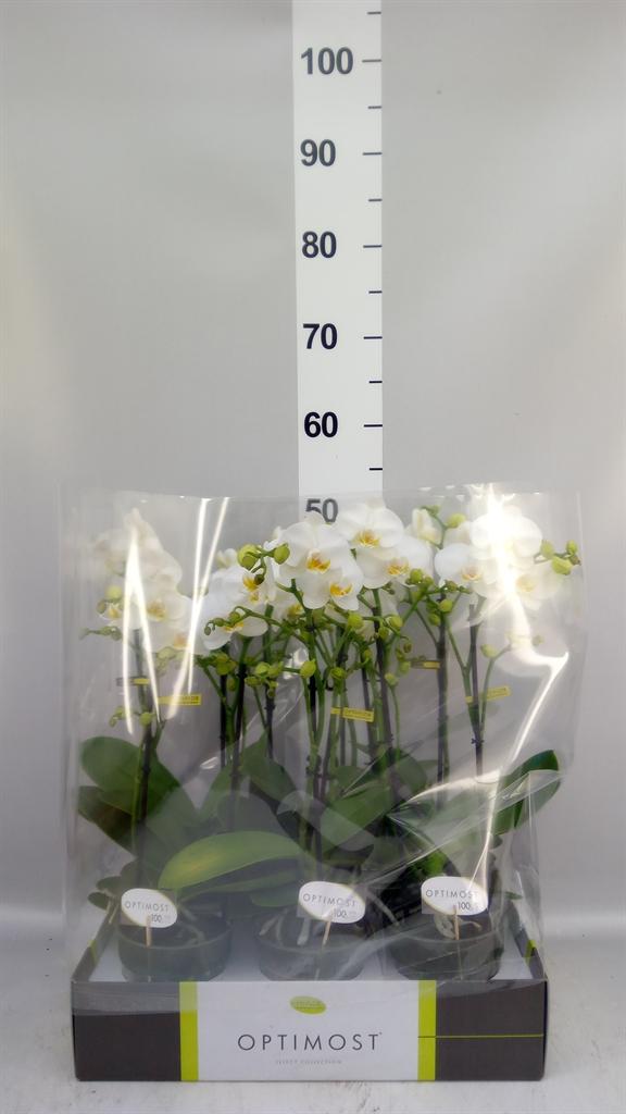 Горшечные цветы и растения оптом Phalaenopsis Multi. ...white A от 6шт из Голландии с доставкой по России