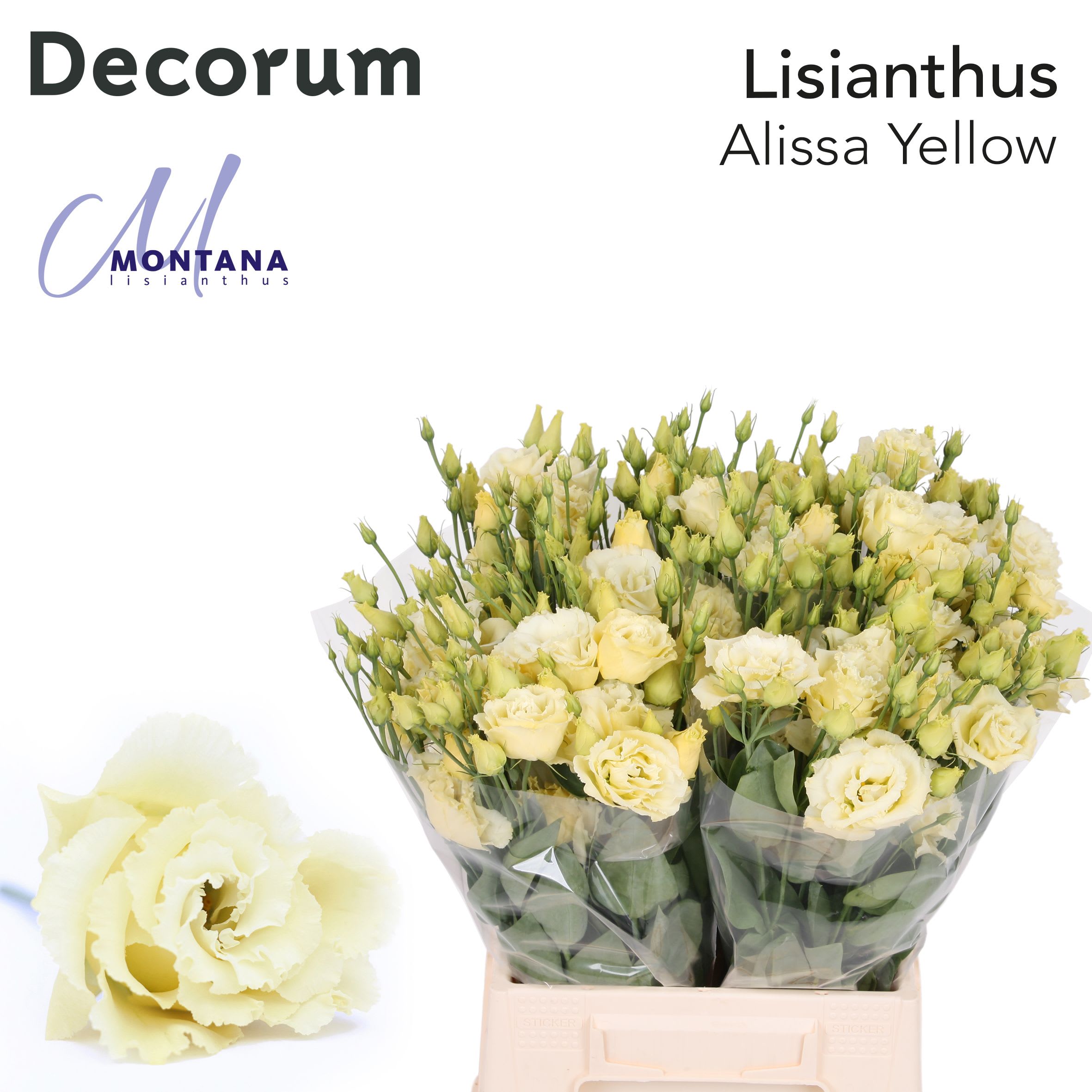 Срезанные цветы оптом Lisianthus do alissa yellow от 50шт из Голландии с доставкой по России
