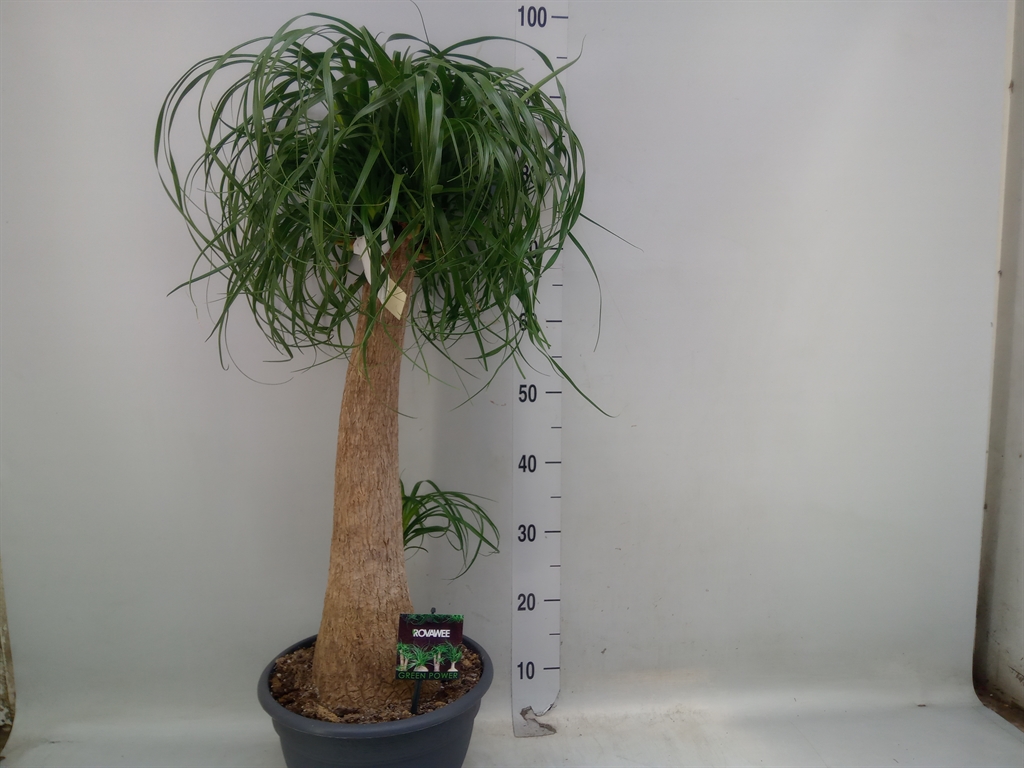 Горшечные цветы и растения оптом Beaucarnea On Stem от 1шт из Голландии с доставкой по России