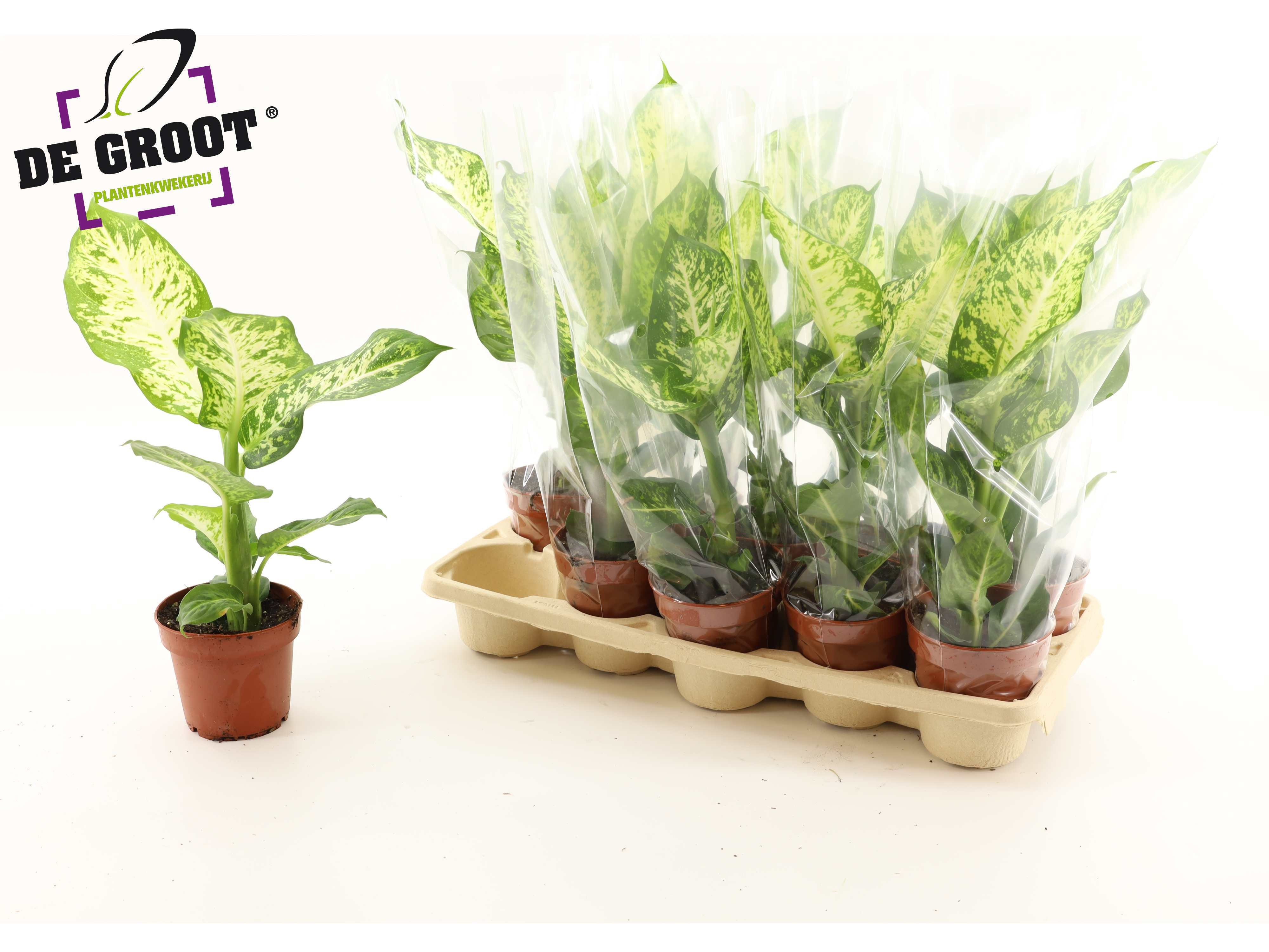 Горшечные цветы и растения оптом Dieff Mars от 10шт из Голландии с доставкой по России