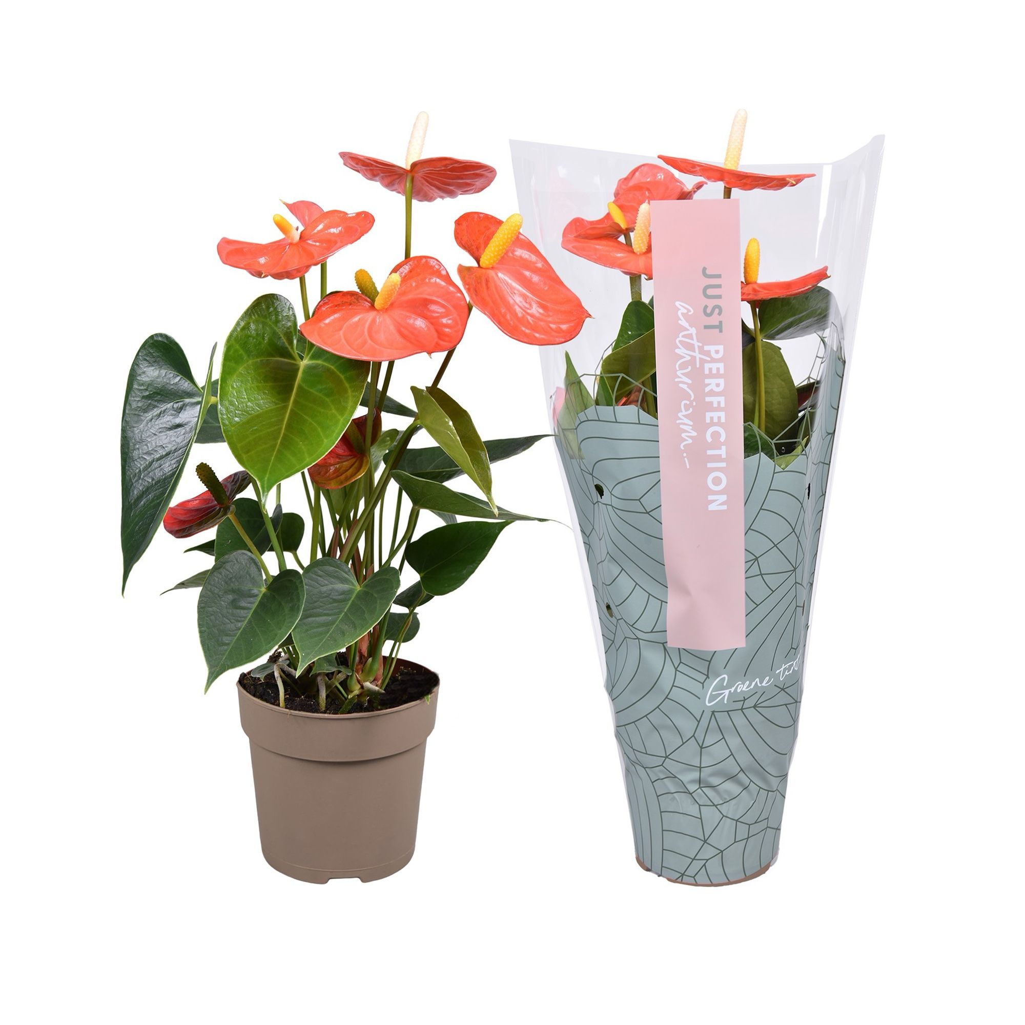 Горшечные цветы и растения оптом Anth An Orange Champion Just Perfect от 10шт из Голландии с доставкой по России