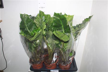 Горшечные цветы и растения оптом Aloc Low Rider от 6шт (для телеги) из Голландии с доставкой по России