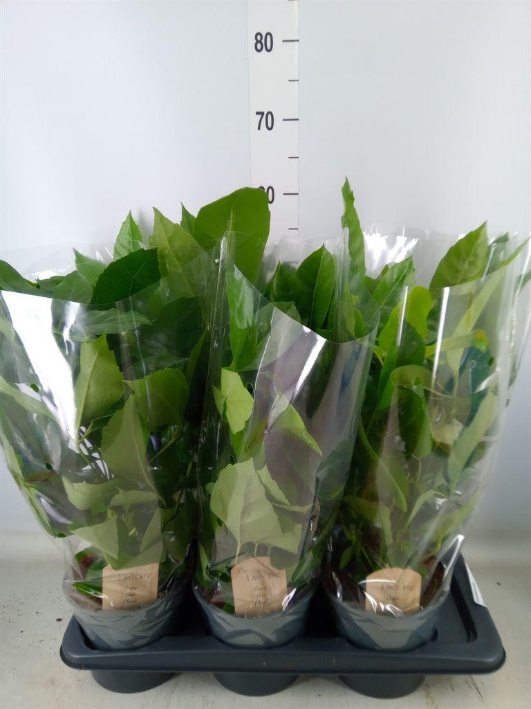 Горшечные цветы и растения оптом Schefflera Actin. от 6шт из Голландии с доставкой по России