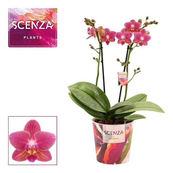 Горшечные цветы и растения оптом Phal 2st Perfíum Amorion от 6шт из Голландии с доставкой по России