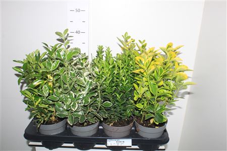 Горшечные цветы и растения оптом Euonymus Jap Gem * Spring Deal * от 8шт из Голландии с доставкой по России