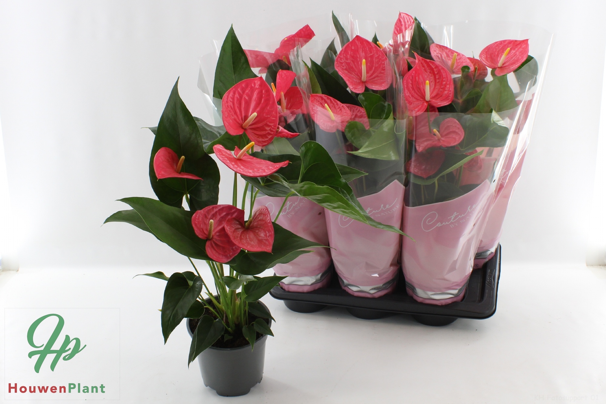 Горшечные цветы и растения оптом Anthu An Maine от 6шт из Голландии с доставкой по России