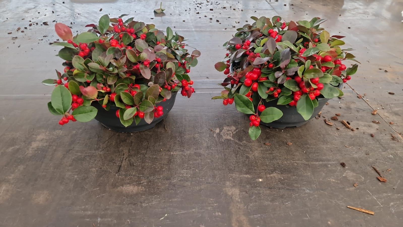 Горшечные цветы и растения оптом Gaultheria Pro. Big Berry от 3шт из Голландии с доставкой по России