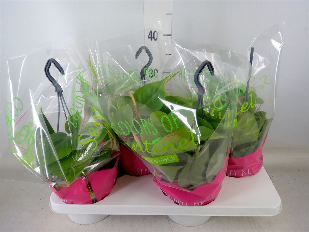 Горшечные цветы и растения оптом Philodendron Scand. от 4шт из Голландии с доставкой по России