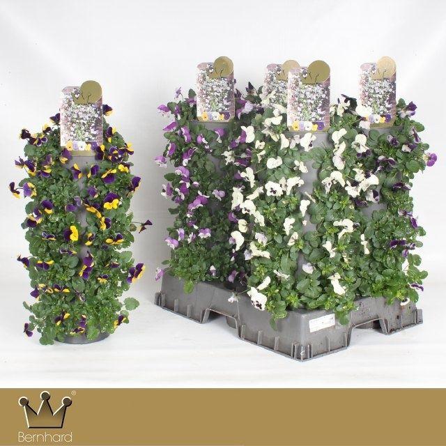 Горшечные цветы и растения оптом Vio Co Gem от 4шт из Голландии с доставкой по России