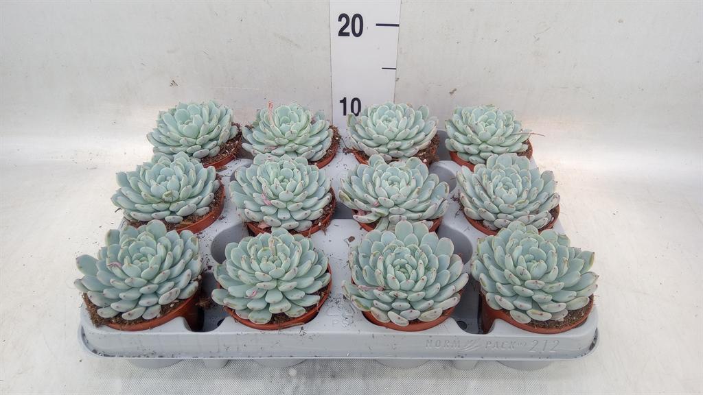 Горшечные цветы и растения оптом Echeveria Cuspidata от 12шт (для телеги) из Голландии с доставкой по России