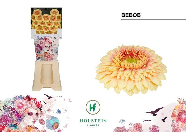 Срезанные цветы оптом Germini diamond gerponi bebob от 80шт из Голландии с доставкой по России