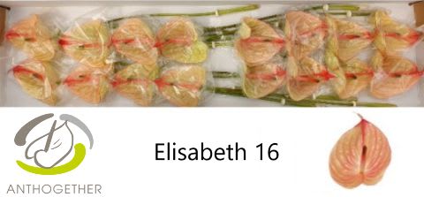 Срезанные цветы оптом Anthurium elisabeth imp от 16шт из Голландии с доставкой по России