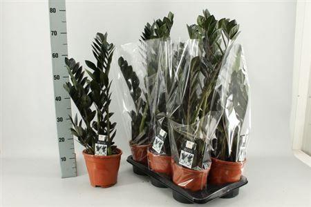 Горшечные цветы и растения оптом Zamio Raven 3+ Black от 6шт из Голландии с доставкой по России