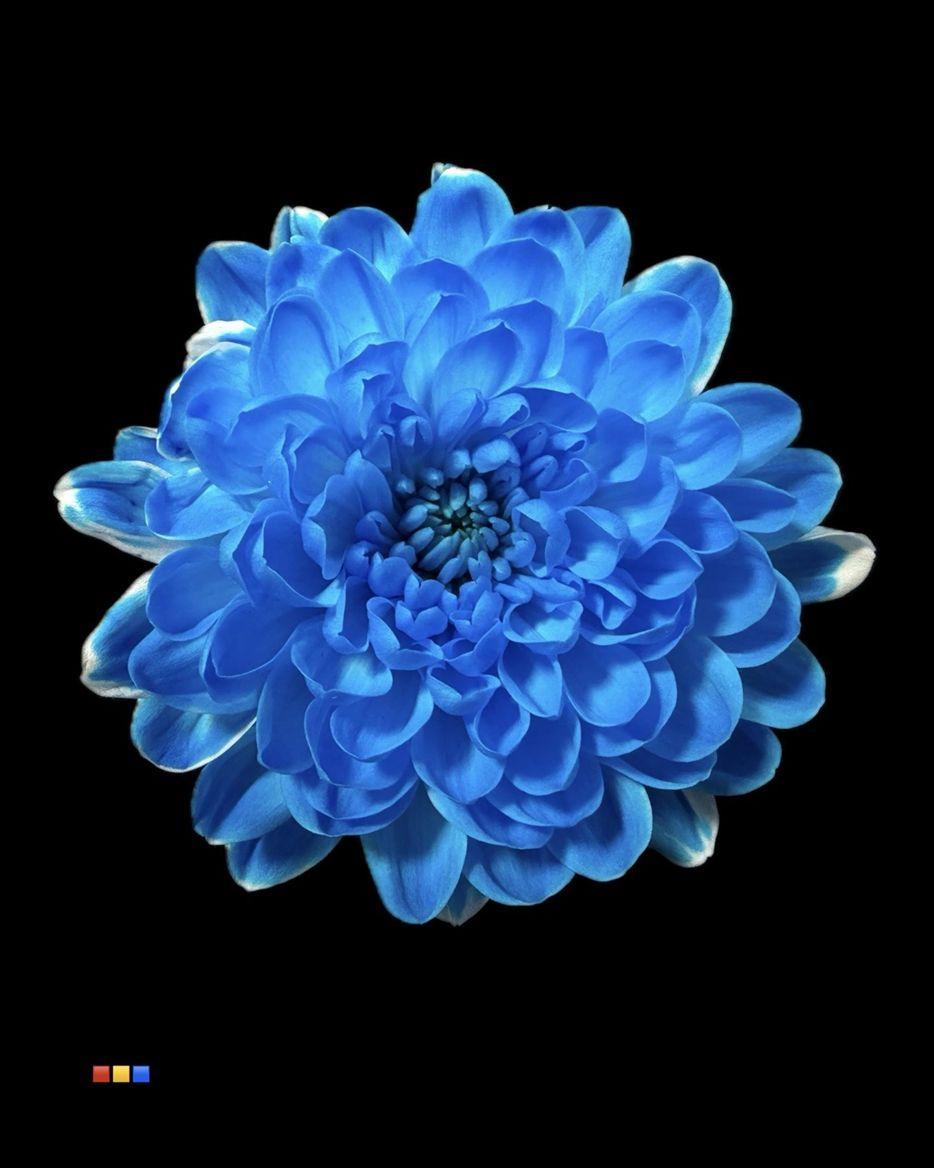 Срезанные цветы оптом Chrys sp paint altaj light blue от 40шт из Голландии с доставкой по России