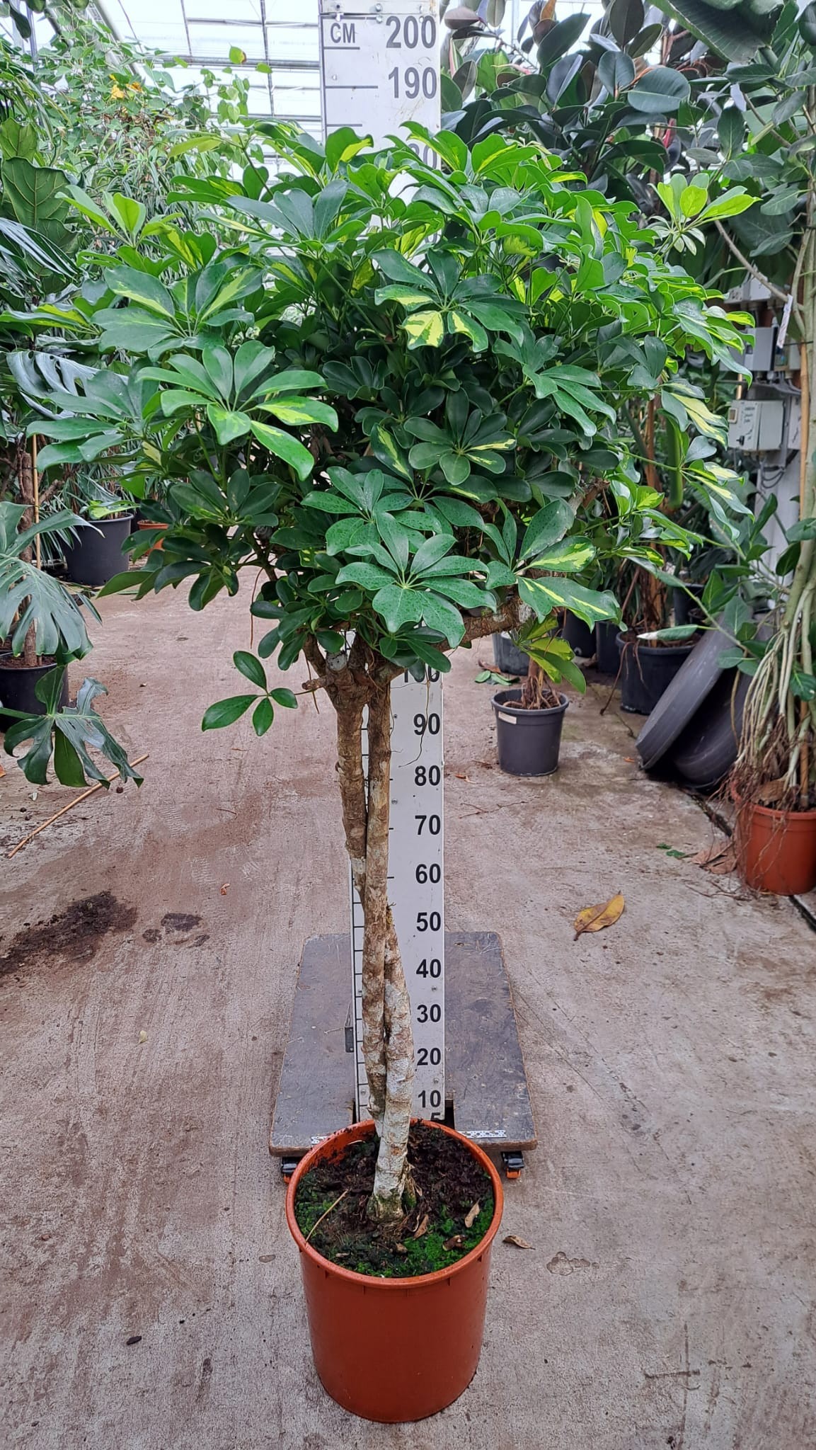Горшечные цветы и растения оптом Schefflera Gold Capella Twister от 1шт из Голландии с доставкой по России