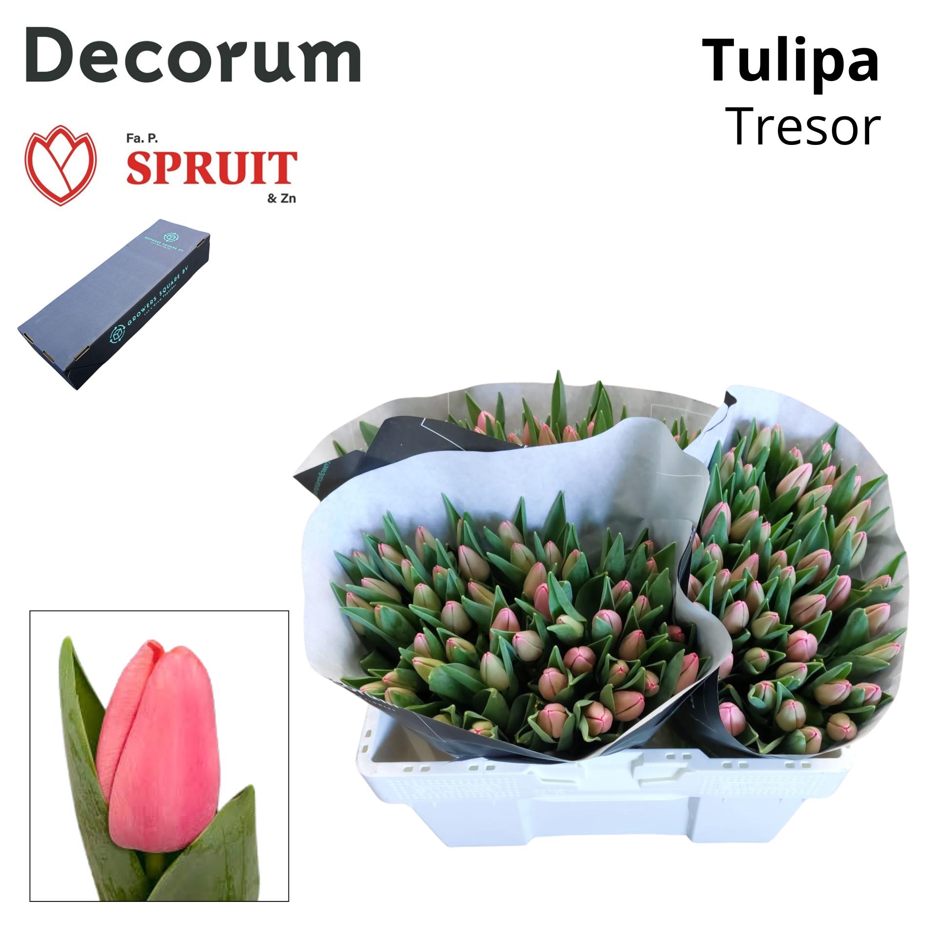 Срезанные цветы оптом Tulipa si tresor от 200шт из Голландии с доставкой по России