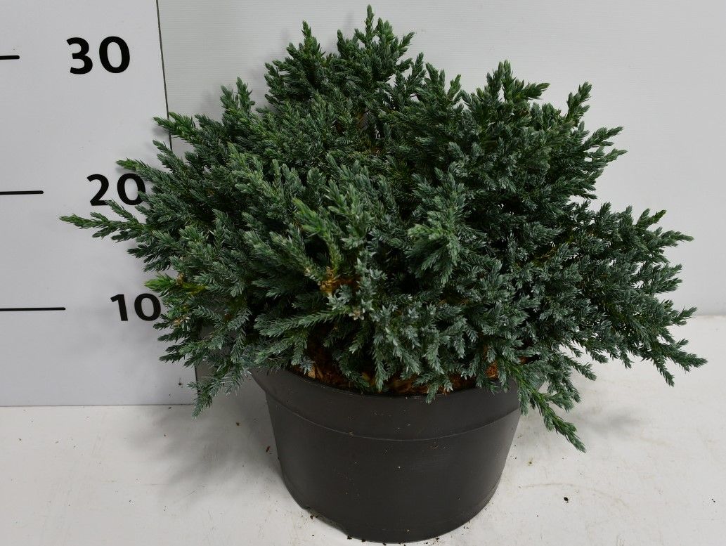 Горшечные цветы и растения оптом Juniperus Squa Tropical Blue от 1шт из Голландии с доставкой по России