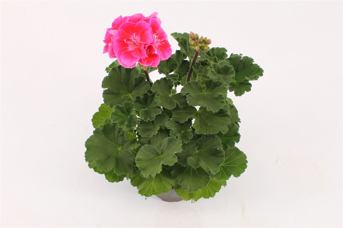 Горшечные цветы и растения оптом Pelargonium Zon Vineta от 12шт из Голландии с доставкой по России