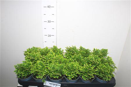 Горшечные цветы и растения оптом Selag M Jori от 18шт (для телеги) из Голландии с доставкой по России