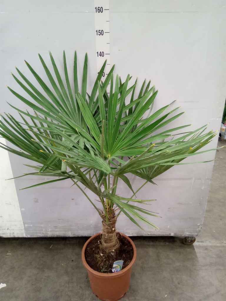 Горшечные цветы и растения оптом Trachycarpus Fortunei от 1шт из Голландии с доставкой по России