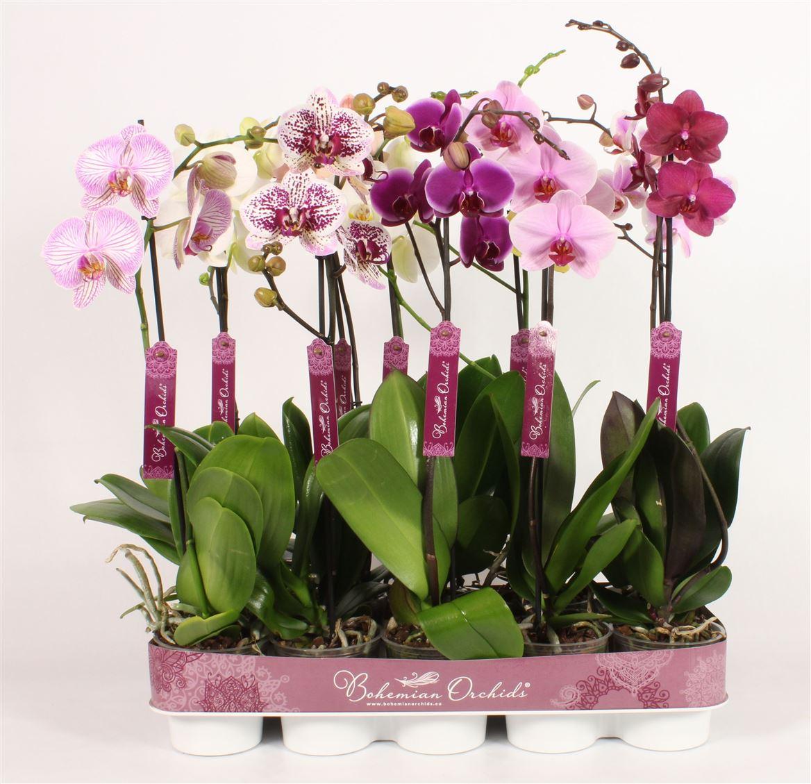 Горшечные цветы и растения оптом Phal 1st Bohemian Mix 9+ (piko) от 10шт из Голландии с доставкой по России