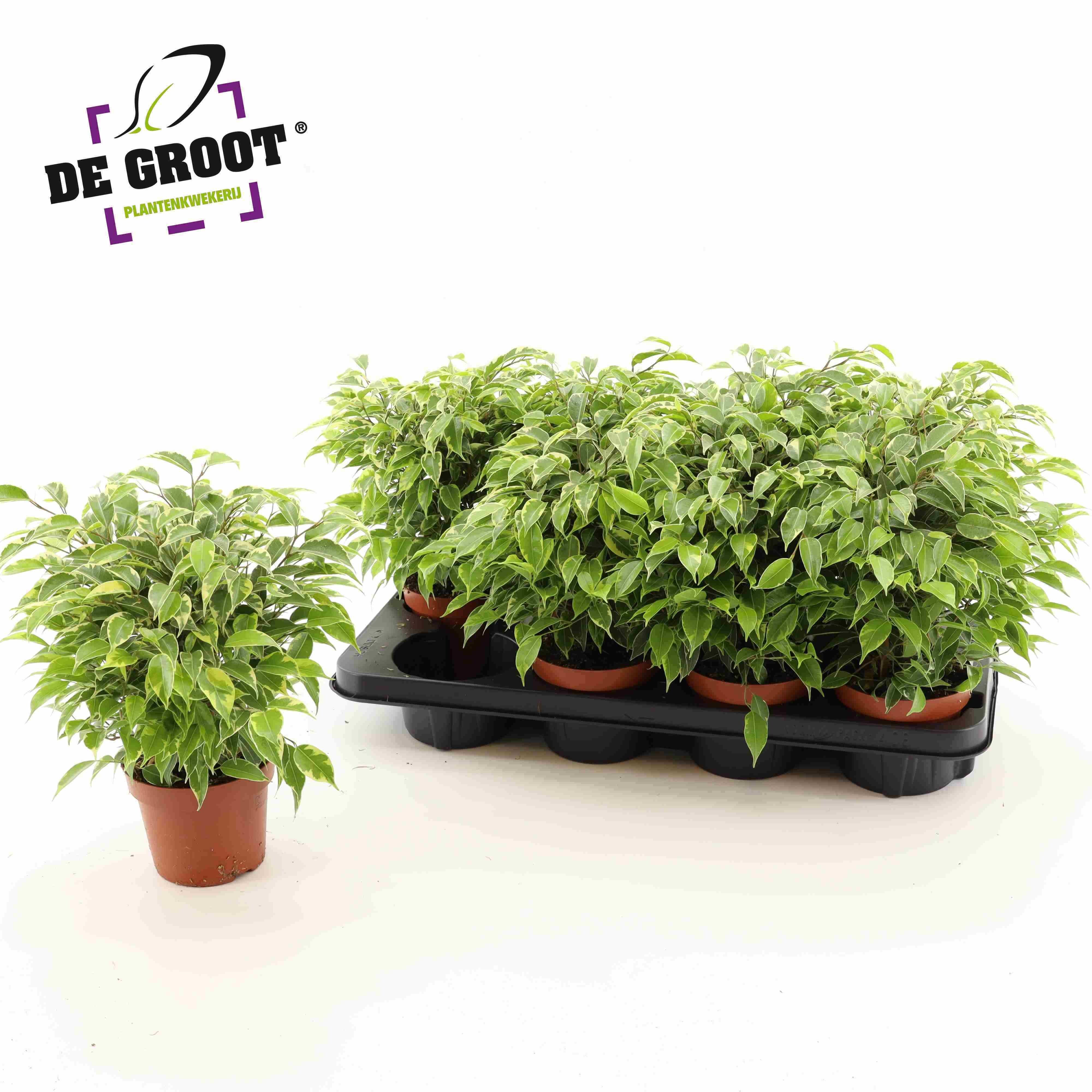 Горшечные цветы и растения оптом Fic Be Kinky от 8шт из Голландии с доставкой по России