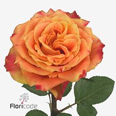 Срезанные цветы оптом Rosa large silantoi от 50шт из Голландии с доставкой по России