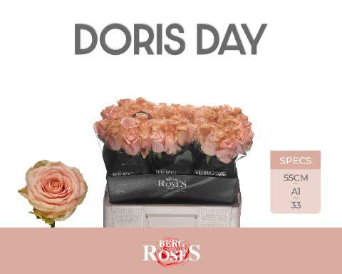 Срезанные цветы оптом Rosa large doris day от 60шт из Голландии с доставкой по России
