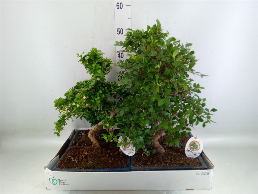 Горшечные цветы и растения оптом Bonsai   ...mix от 4шт из Голландии с доставкой по России