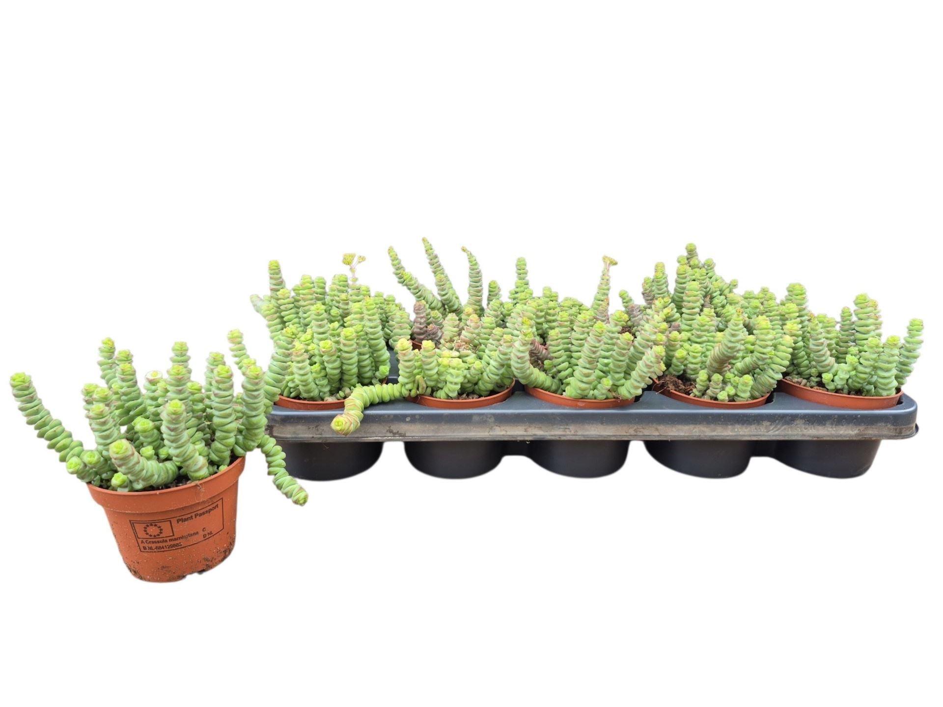 Горшечные цветы и растения оптом Crassula Marnieriana от 10шт из Голландии с доставкой по России