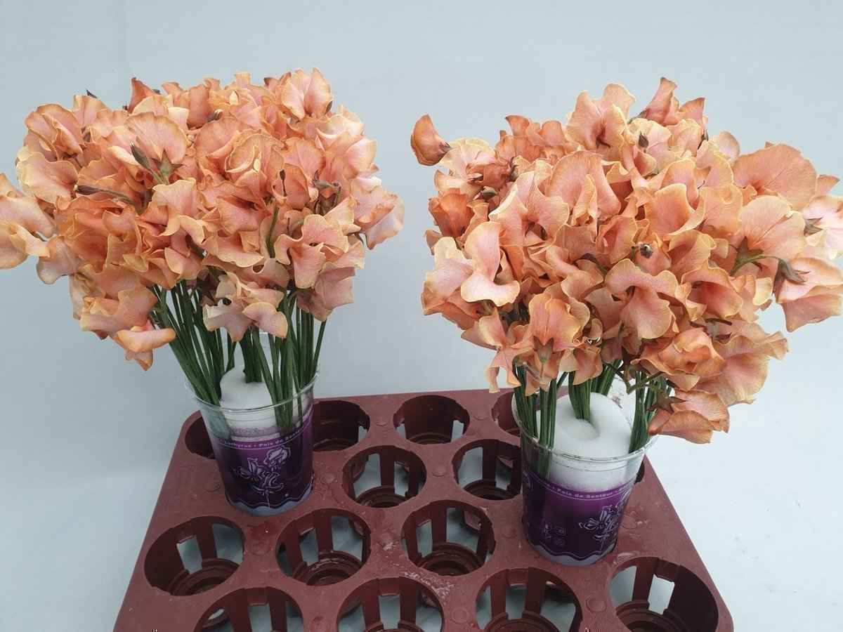 Срезанные цветы оптом Lathyrus paint pompon magic от 100шт из Голландии с доставкой по России