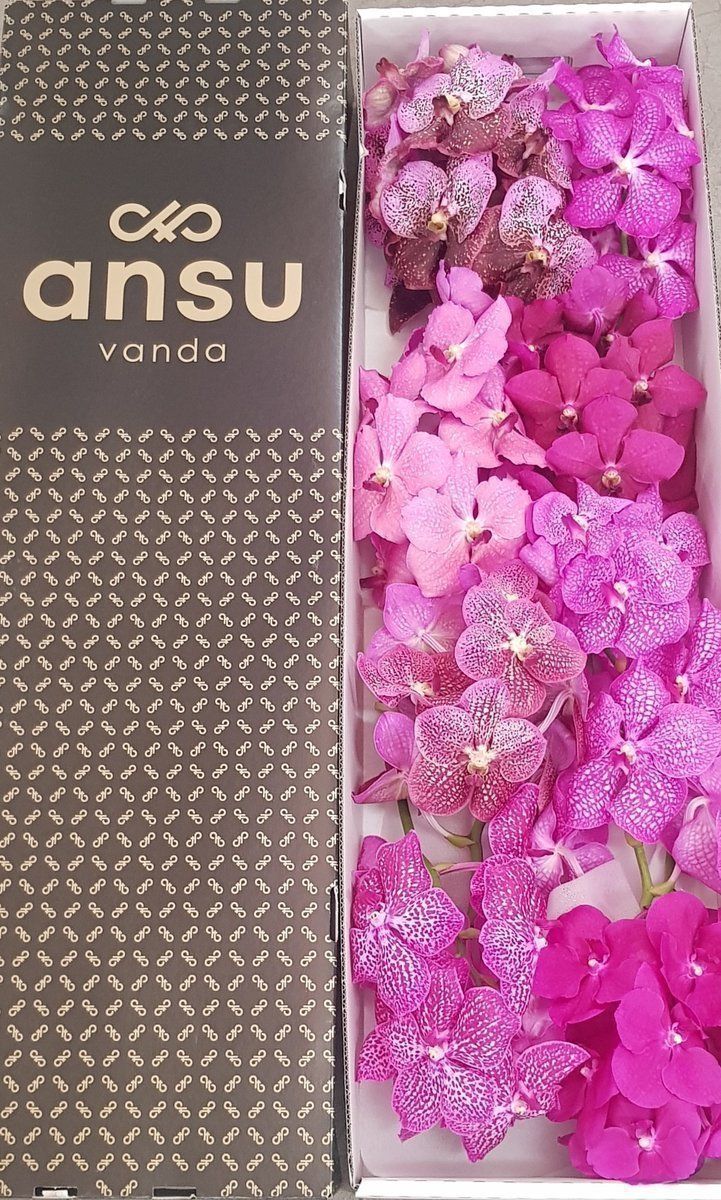 Срезанные цветы оптом Vanda mix pink per stem от 8шт из Голландии с доставкой по России