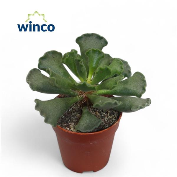 Горшечные цветы и растения оптом Adromischus Cristatus от 20шт (для телеги) из Голландии с доставкой по России